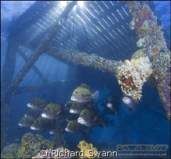 Kapalai Jetty,  Nikon D2x 12mm lens, Sabah Borneo by Richard Swann 